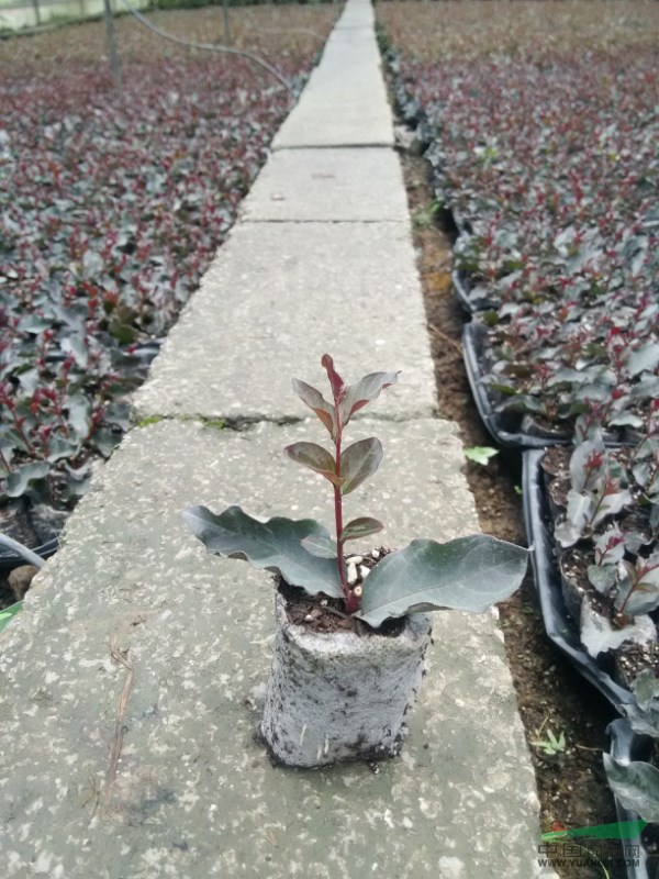 廣西桂林供應(yīng)美國最新紫葉紫薇