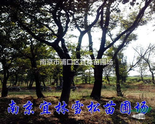 樸樹|樸樹價(jià)格|南京樸樹最新報(bào)價(jià)|大型工程苗樸樹目前價(jià)格