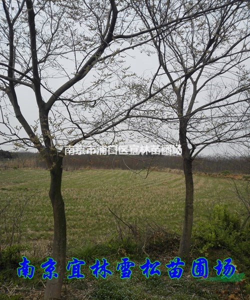 樸樹|樸樹價(jià)格|南京樸樹最新報(bào)價(jià)|大型工程苗樸樹目前價(jià)格