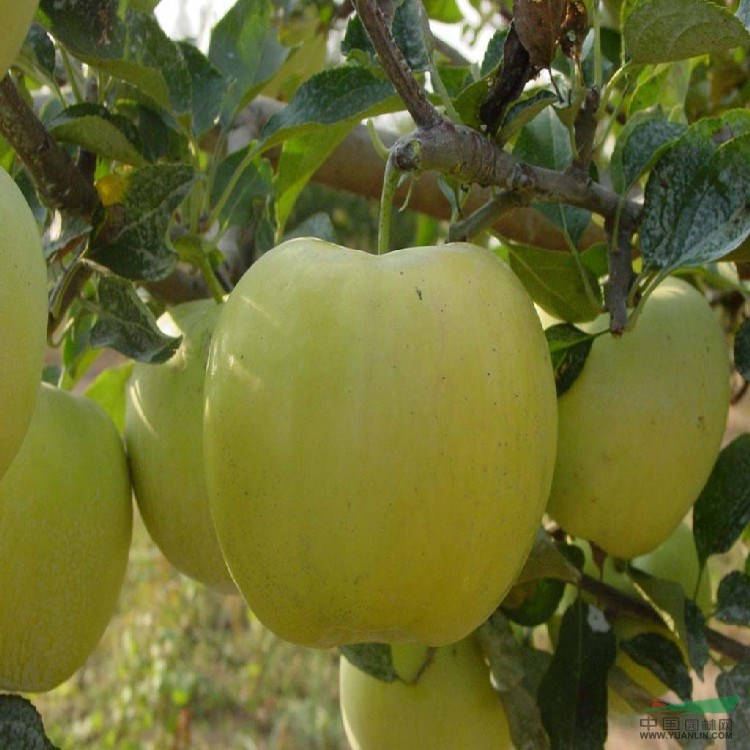 1公分紅麗蘋(píng)果苗基地