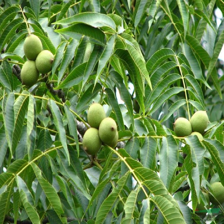 3公分核桃苗價(jià)格