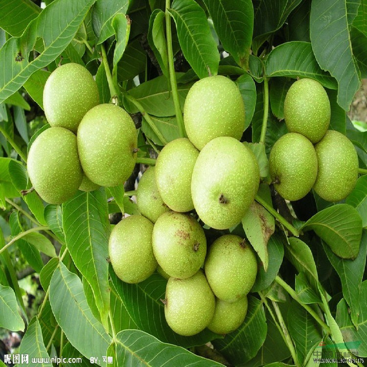 早實(shí)核桃苗價(jià)格