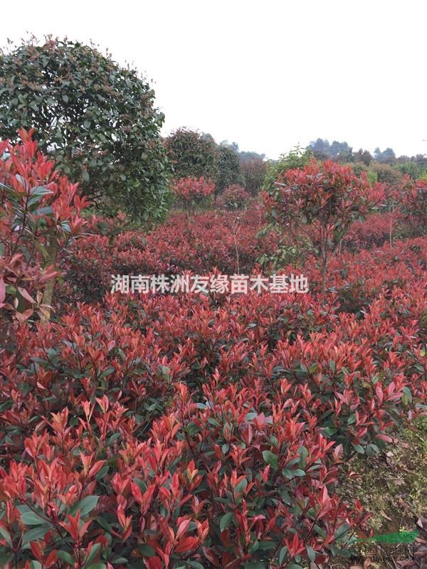 湖南紅花繼木球、湖南茶花球、湖南紅葉石楠球、等各種小毛球