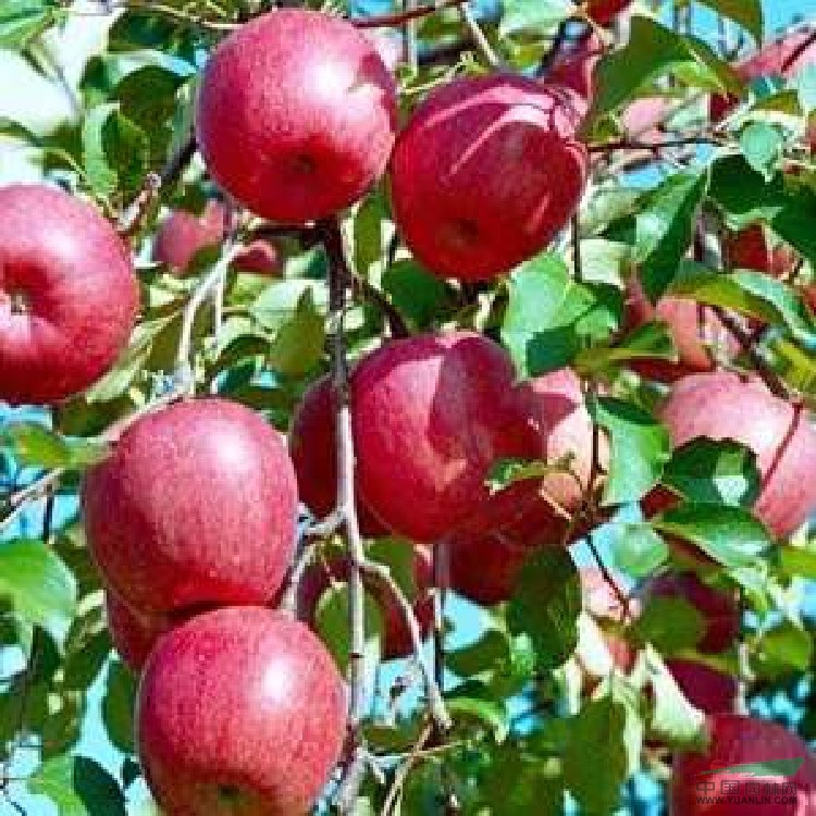 2公分蘋果苗價(jià)格