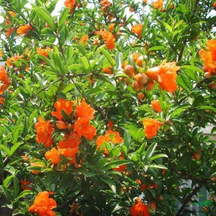 蒙陽(yáng)紅石榴苗基地的價(jià)格