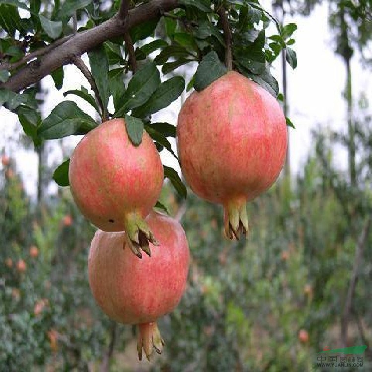 蒙陽(yáng)紅石榴苗基地的價(jià)格