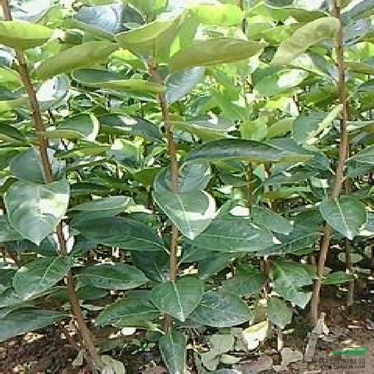 柿子苗價(jià)格