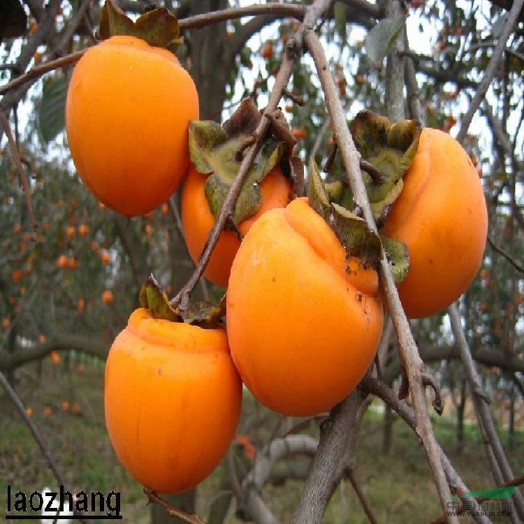 柿子苗價(jià)格
