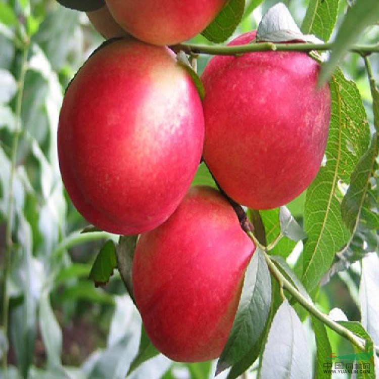中油4號桃樹苗價(jià)格