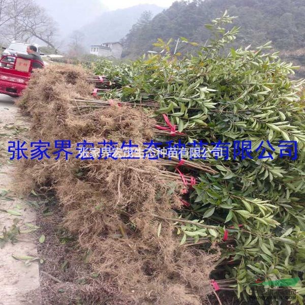 荷木、荷樹 木荷張家界地區(qū)  防火、用材、觀賞