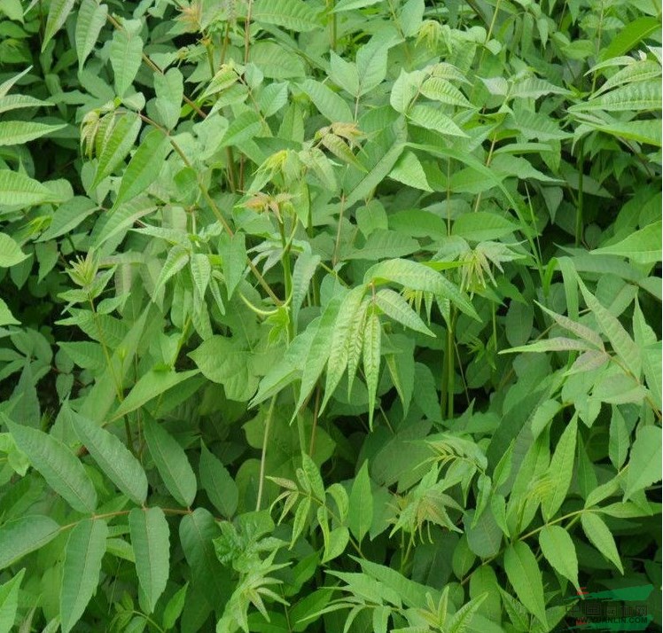 香椿苗保護地栽培