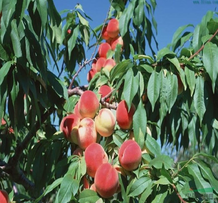 中油4號桃樹苗價(jià)格