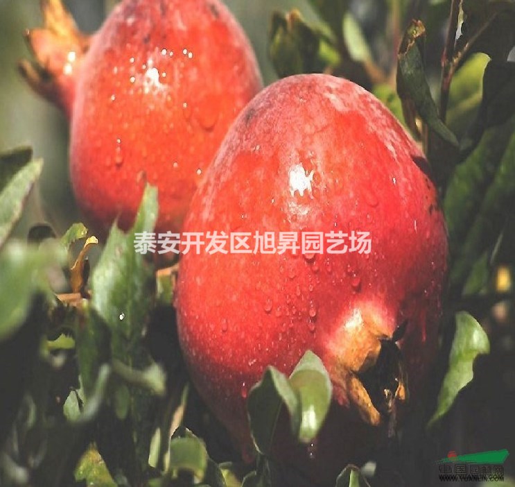 大青皮石榴苗基地
