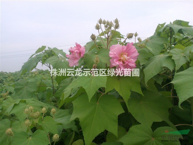 芙蓉,芙蓉花,木芙蓉,湖南木芙蓉,湖南綠化苗木