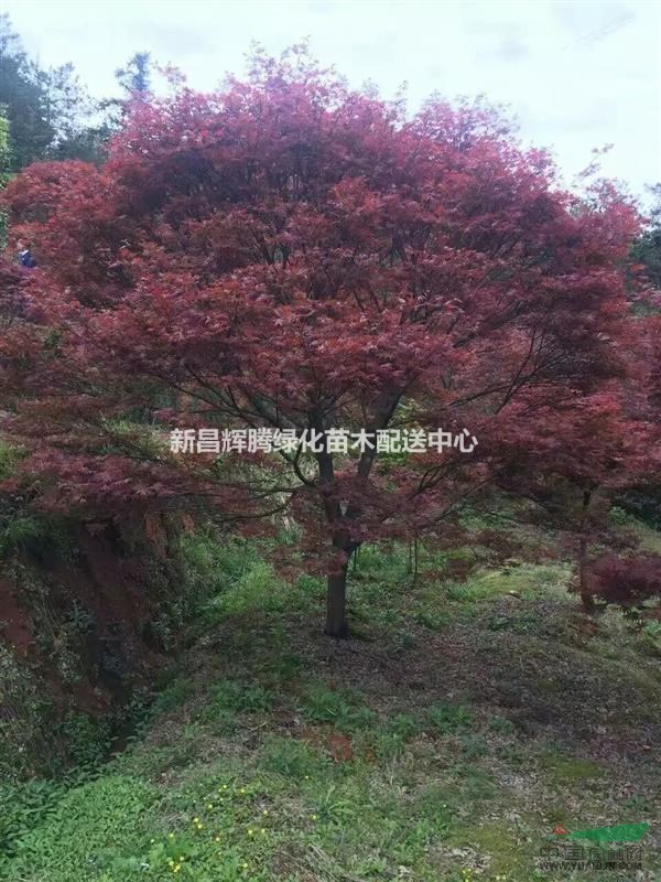 浙江地區(qū)供應(yīng)2-20紅楓