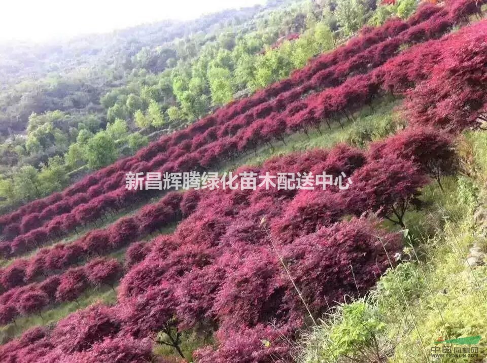 浙江地區(qū)供應(yīng)2-20紅楓