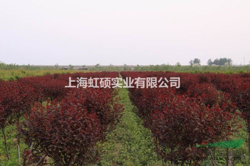 红叶李价格行情，红叶李种植基地-上海虹硕实业