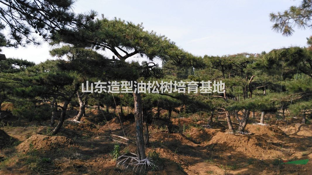 造型油松—優質造型油松價格—精品造型景觀油松樹基地