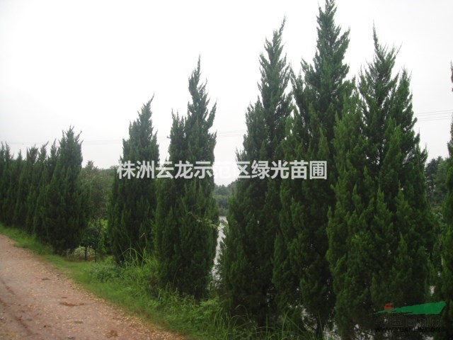 龍柏球,龍柏,造型龍柏產(chǎn)地,湖南龍柏,湖南株洲龍柏基地