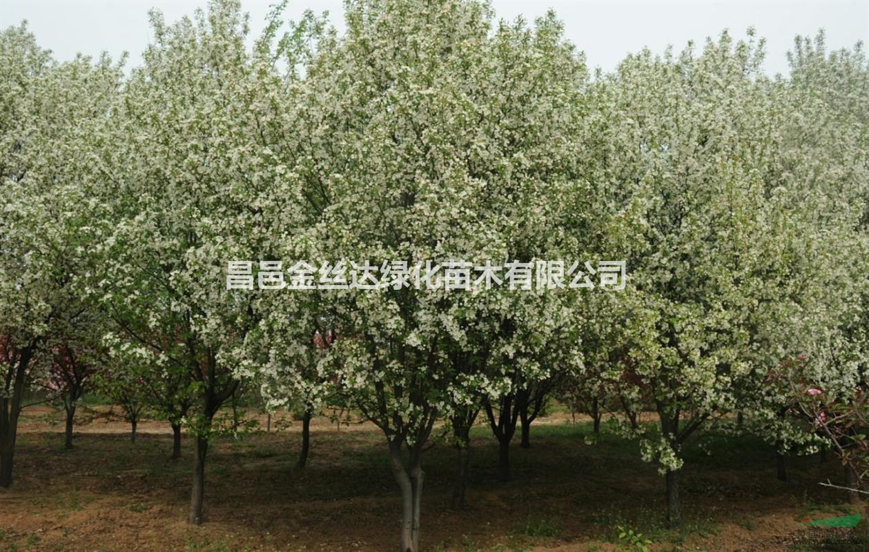 山東昌邑金絲達園林綠化供應北美海棠