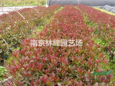 紅葉石楠苗木價格表，紅葉石楠批發(fā)報價參考