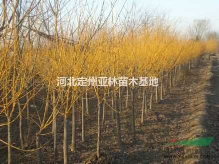 金葉國槐 金枝國槐 金枝國槐價(jià)格 金葉國槐價(jià)格