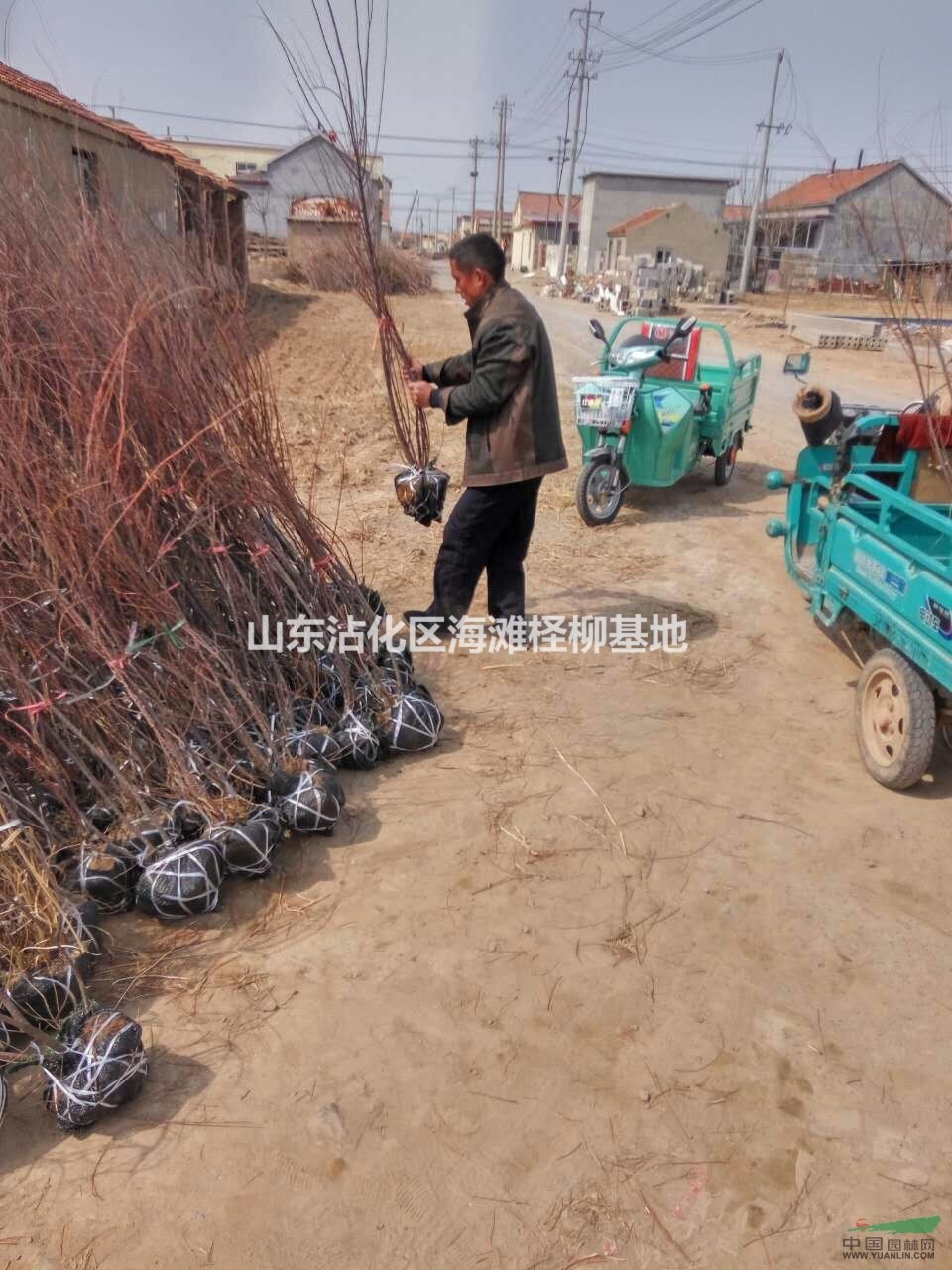 優(yōu)質(zhì)檉柳苗木   沾化海灘檉柳基地