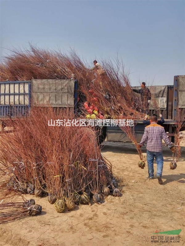 優(yōu)質(zhì)檉柳苗木   沾化海灘檉柳基地