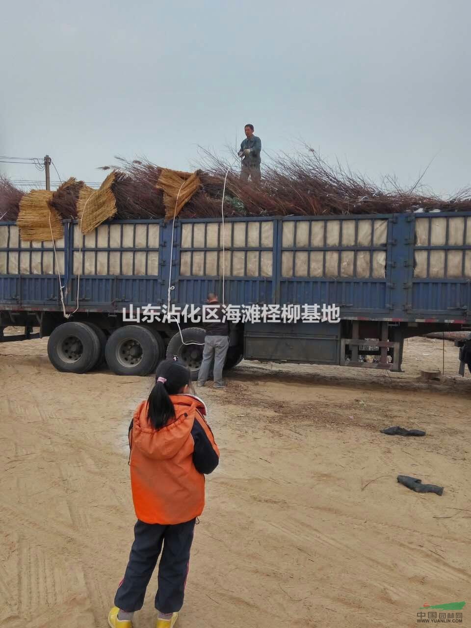 沾化海灘檉柳基地長期1--18公分檉柳苗木