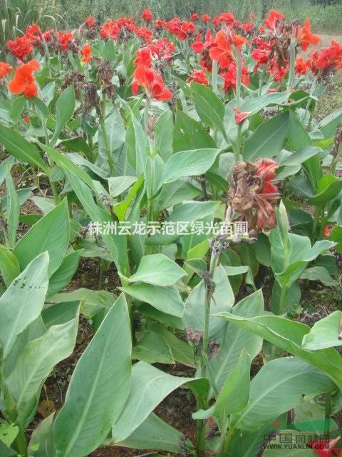 美人蕉,紅花美人蕉,湖南美人蕉,美人蕉基地,美人蕉價(jià)格