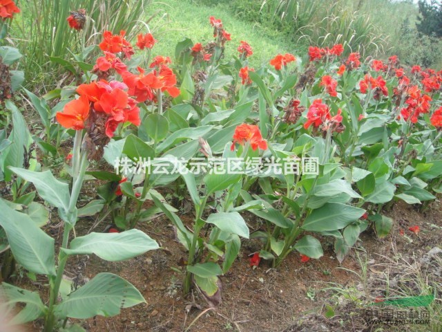 美人蕉,紅花美人蕉,湖南美人蕉,美人蕉基地,美人蕉價(jià)格