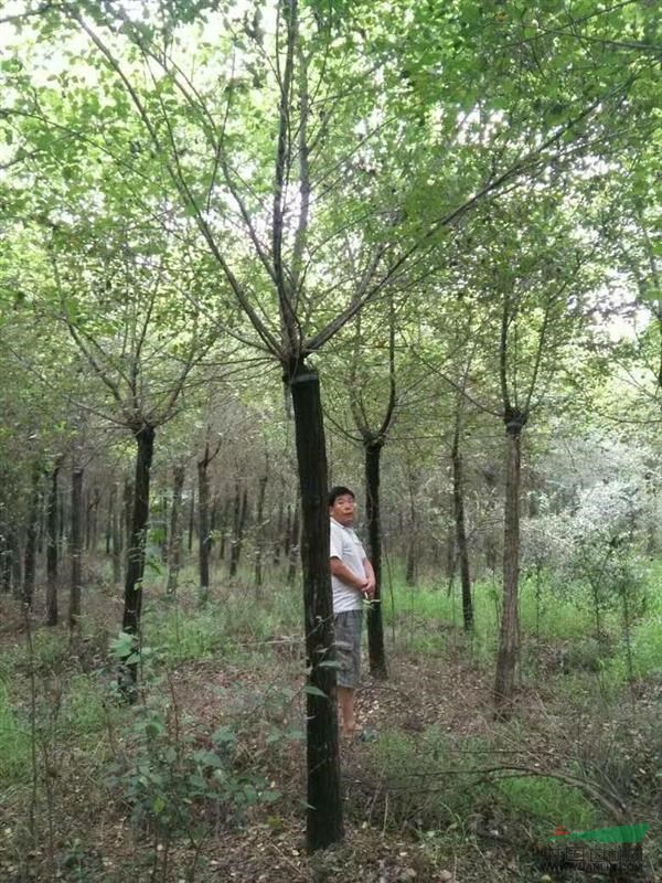 河南金葉榆花木基地，金葉榆價格