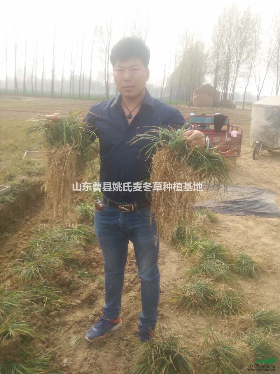 山東供應(yīng)大批量麥冬草 質(zhì)量保證