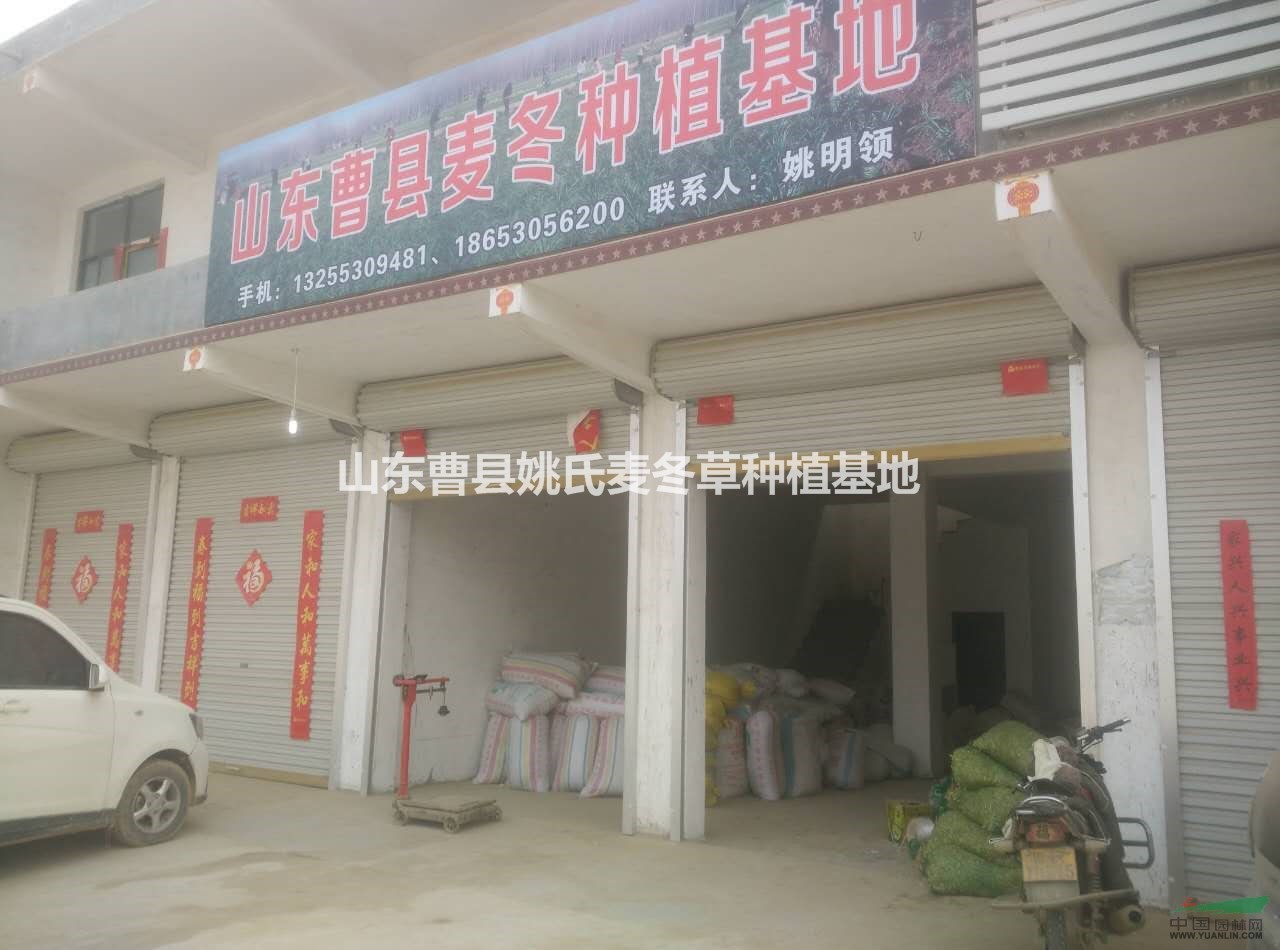 山東供應(yīng)大量麥冬，麥冬草 裝車(chē)中