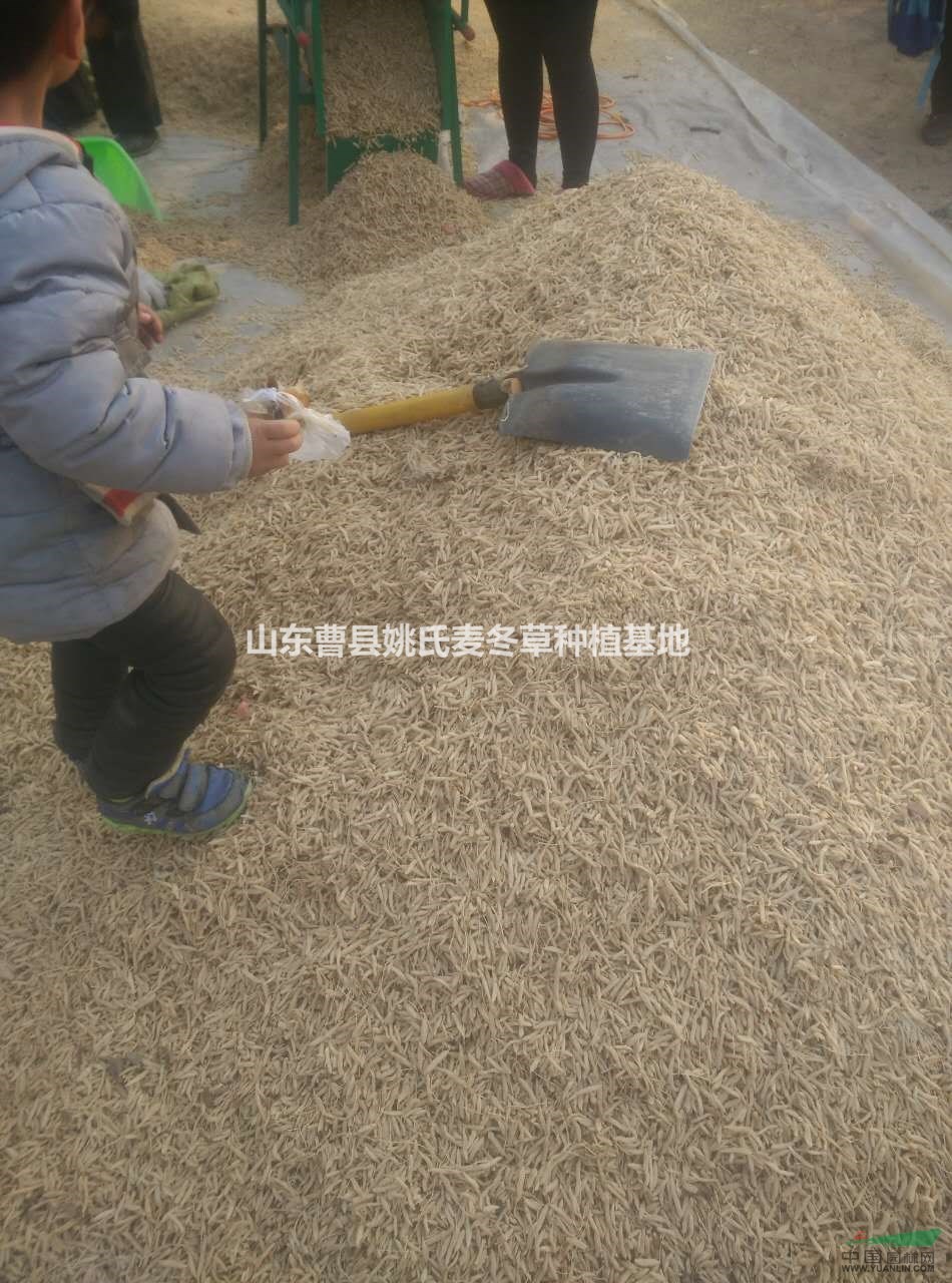 供應(yīng)大批量麥冬，麥冬草，價(jià)格物美