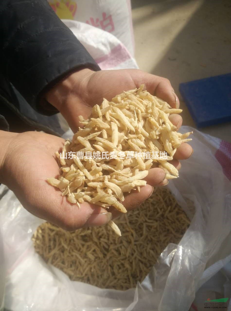 供應(yīng)大批量麥冬，麥冬草，價(jià)格物美