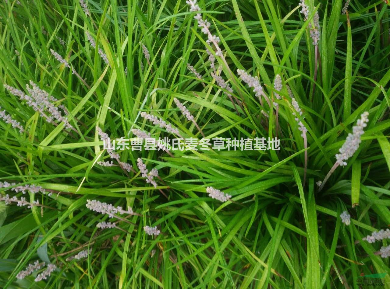 山東供應(yīng)大量優(yōu)質(zhì)麥冬草 質(zhì)量杠杠的