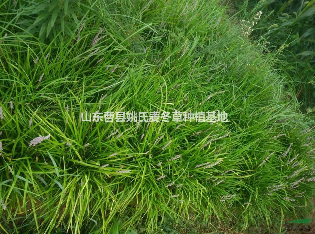 山東供應(yīng)大量優(yōu)質(zhì)麥冬草 質(zhì)量杠杠的