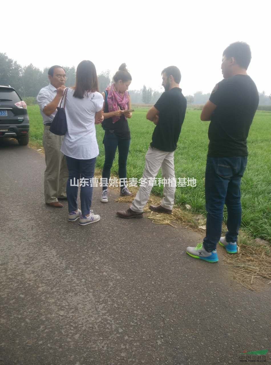 供應(yīng)大面積規(guī)模麥冬草 貨源山東地區(qū)
