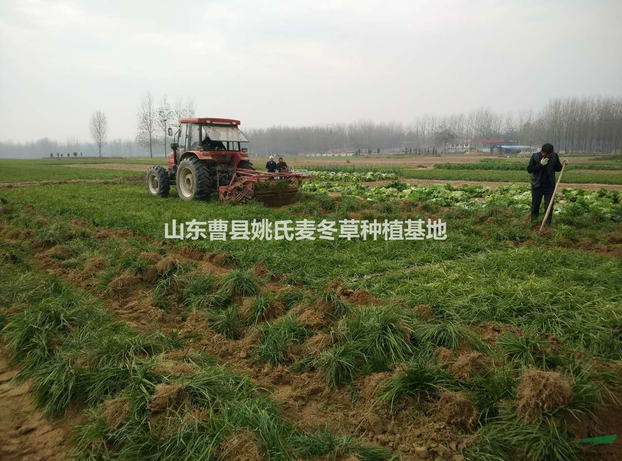 供應(yīng)大量優(yōu)質(zhì)麥冬草裝車中 有需要聯(lián)系