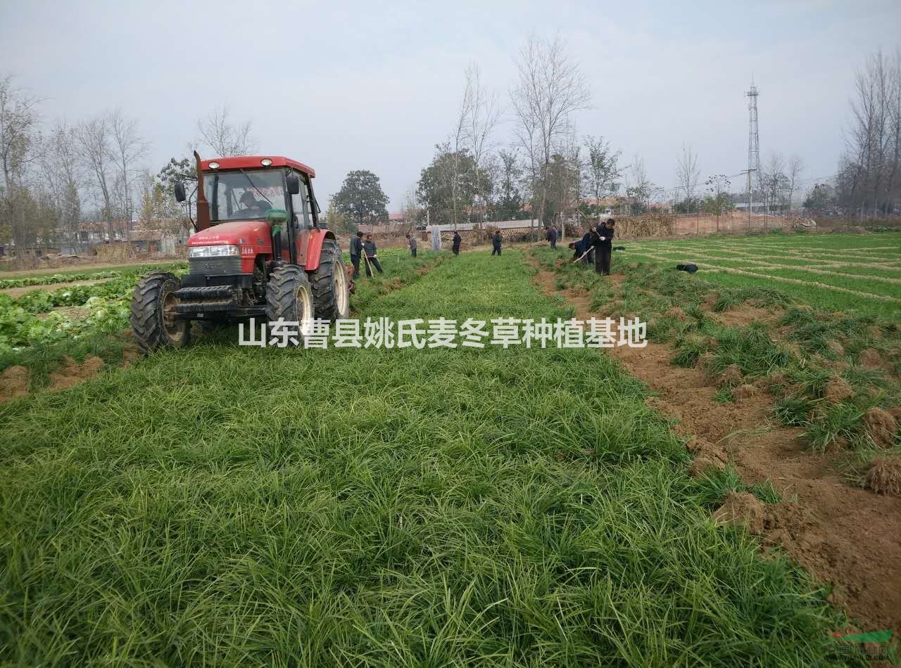 供應(yīng)大量優(yōu)質(zhì)麥冬草裝車中 有需要聯(lián)系