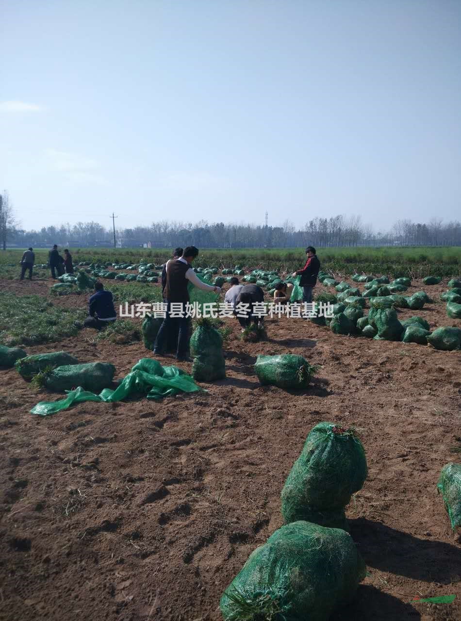 供應(yīng)大批量麥冬草，工人們打包當中