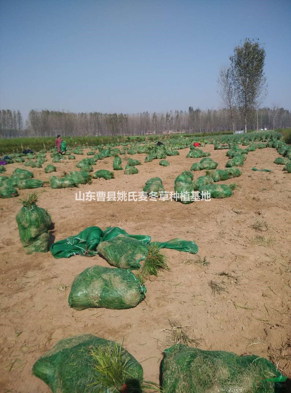 供應(yīng)大批量麥冬草，工人們打包當中