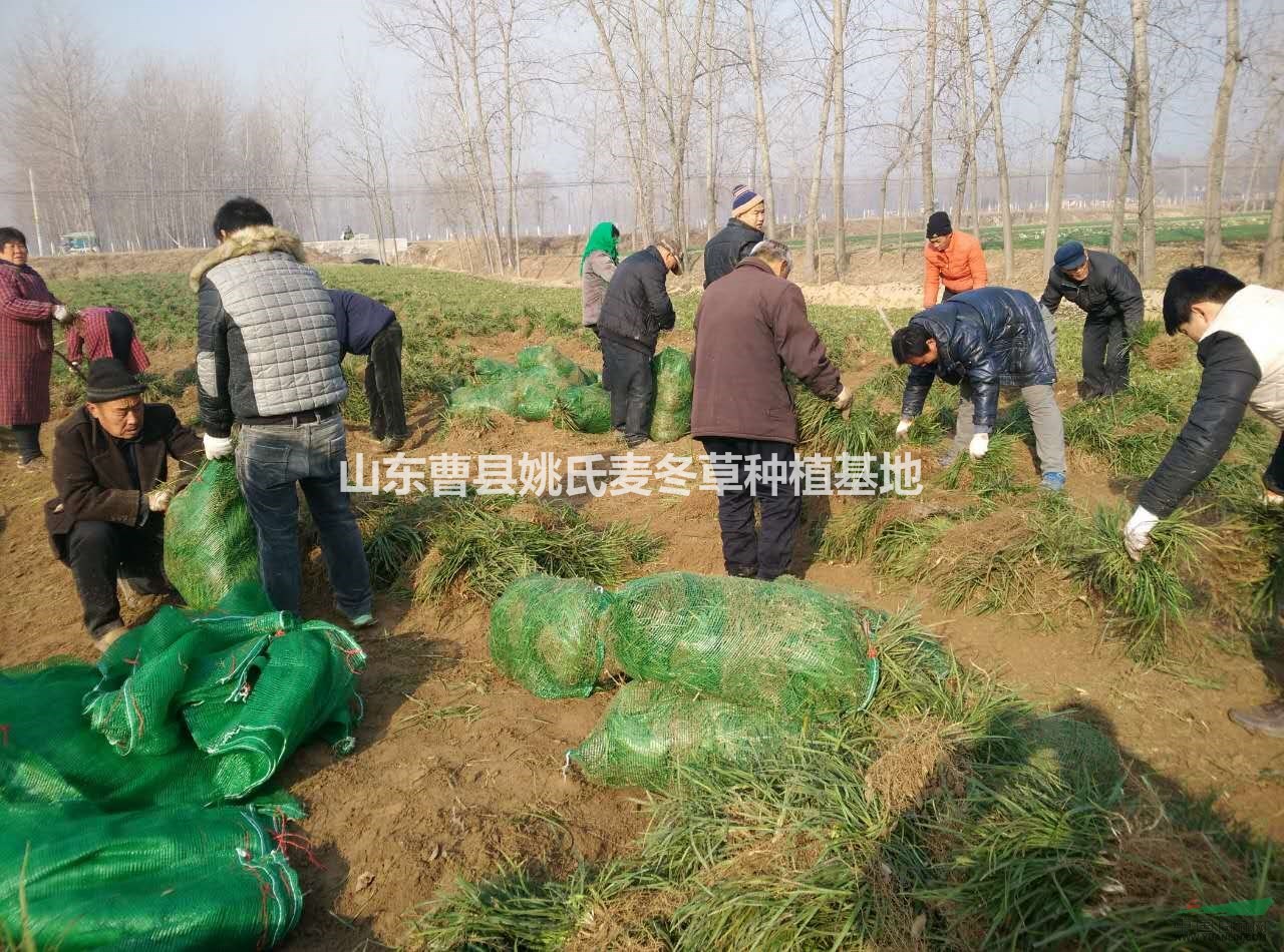 山東供應(yīng)麥冬草，麥冬 品質(zhì)保證，工人在打包