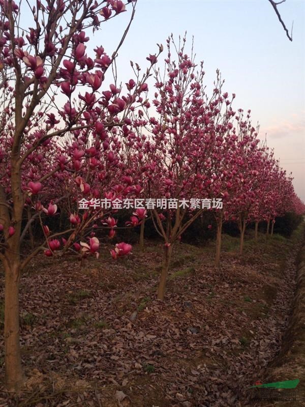 紅玉蘭（四季有花）