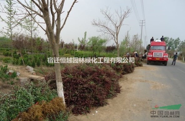 江蘇長期大量供應(yīng)紅葉小檗紫葉小檗綠籬色塊小苗量大價優(yōu)