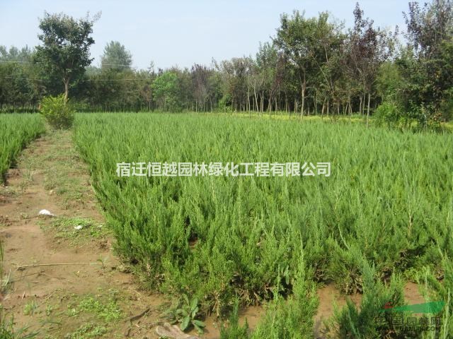 江蘇長(zhǎng)期大量供應(yīng)龍柏大小規(guī)格齊全量大價(jià)優(yōu)