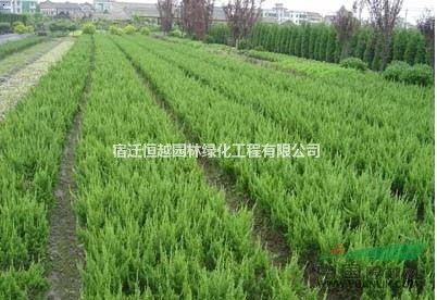 江蘇長(zhǎng)期大量供應(yīng)龍柏大小規(guī)格齊全量大價(jià)優(yōu)