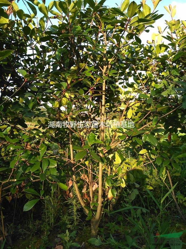 湖南紅葉石楠綠籬苗/湖南紅葉石楠籬笆苗最新批發(fā)