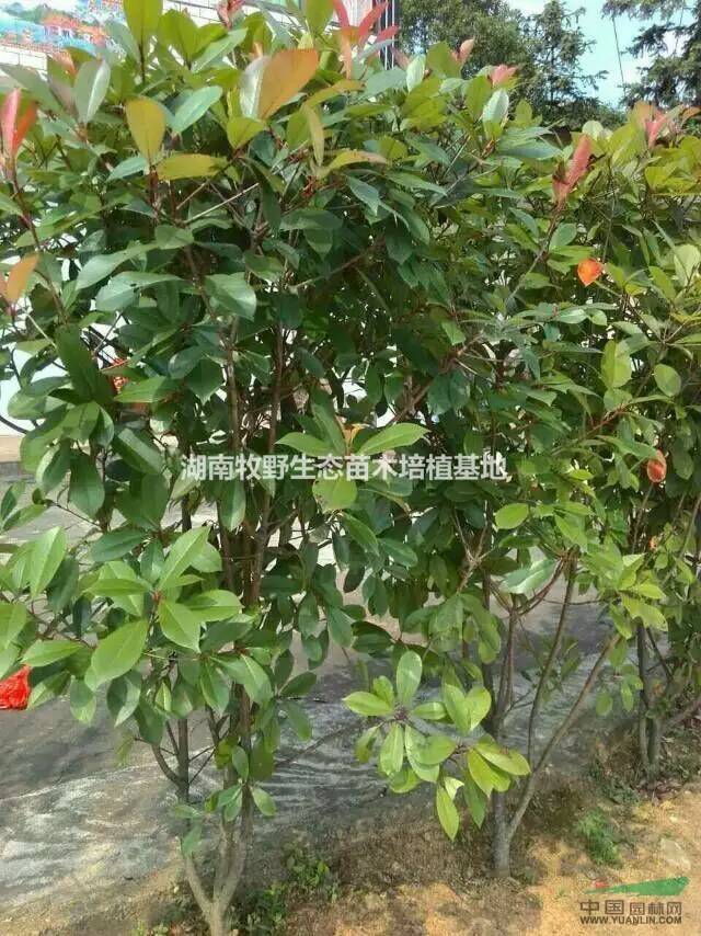 湖南紅葉石楠綠籬苗/湖南紅葉石楠籬笆苗最新批發(fā)